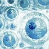 For stem cells, bigger doesn’t mean better